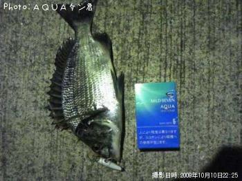 チヌ