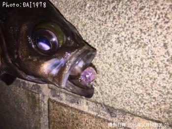 メバル