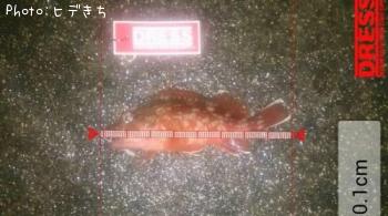 カサゴ