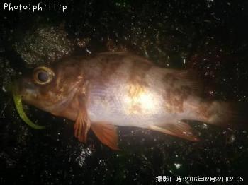 メバル