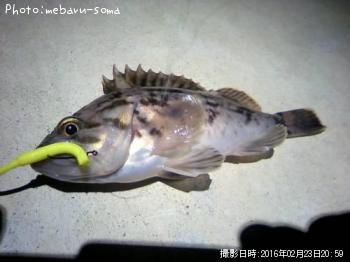 クロソイ