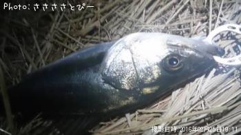 󥫡Х
