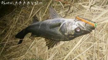 󥫡Х