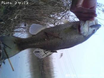 ブラックバス