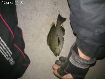 ᥸