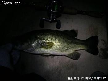 ブラックバス