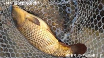 鯉