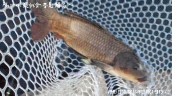 鯉