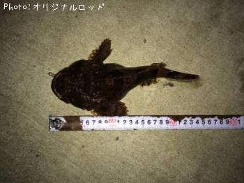 カジカ