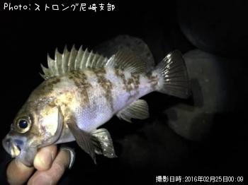 メバル