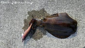 水烏賊