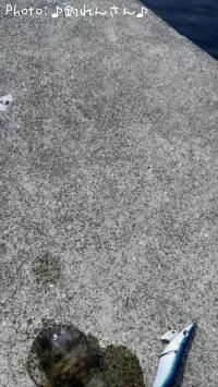 水烏賊