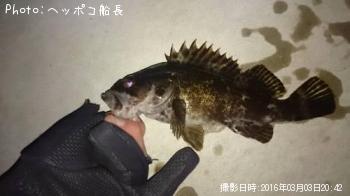 タケノコメバル