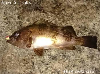 メバル