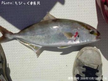 シオ