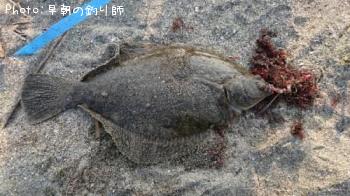 マコカレイ