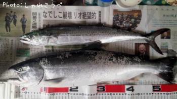 サクラマス（海での釣果）