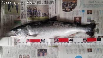 サクラマス（海での釣果）
