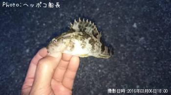 タケノコメバル