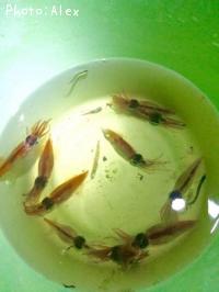 ۥ륤