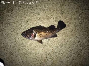 ソイ