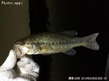 ブラックバス