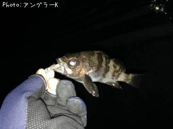 メバル