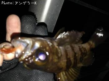 メバル