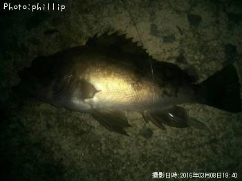 メバル