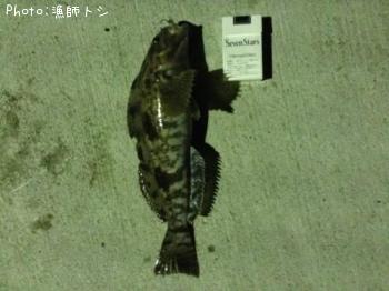 アイナメ