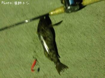 アイナメ
