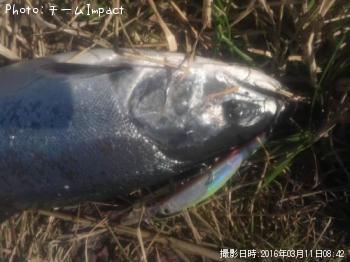 サクラマス