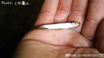 ワカサギ？