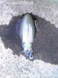 ꥤ