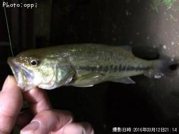 ブラックバス