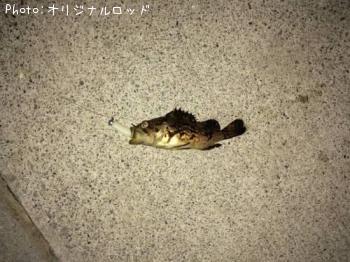 ソイ