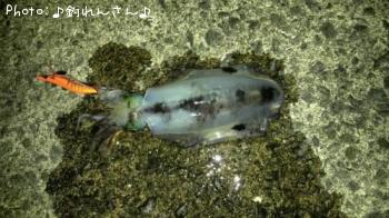 水烏賊
