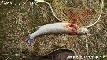 イワナ