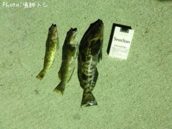 アイナメ