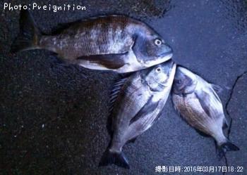 チヌ
