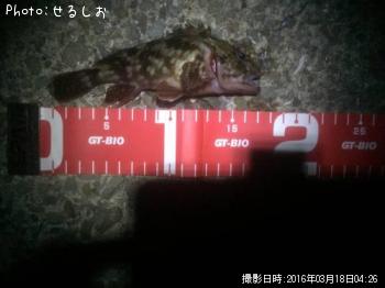 カサゴ→ガシラ