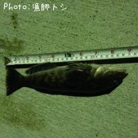アイナメ