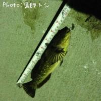 アイナメ