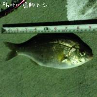 マタナゴ