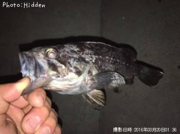 クロソイ