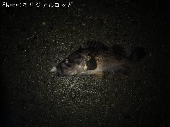 ソイ