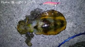 アオリイカ