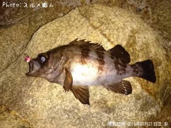 メバル