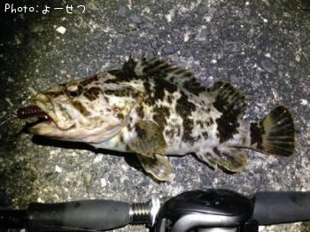 タケノコメバル