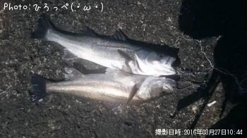 シーバス
